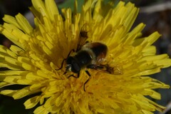 Eristalis anthophorina