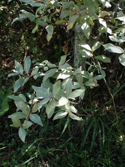 Elaeagnus commutata