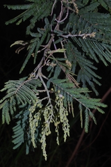 Acacia