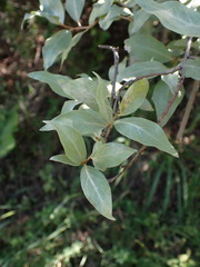 Elaeagnus commutata