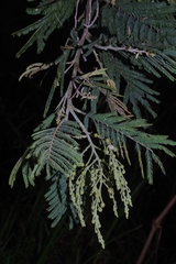 Acacia