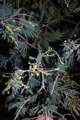 Acacia