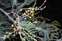 Acacia