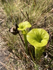 Sarracenia flava