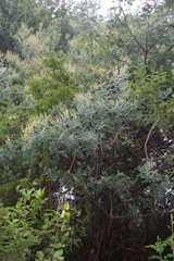Acacia