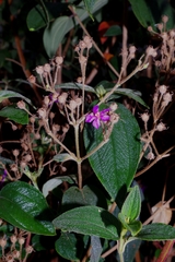 Melastomataceae