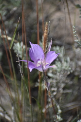 Calochortus macrocarpus