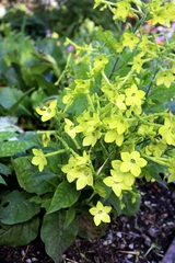 Nicotiana alata