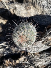 Mammillaria grahamii
