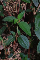 Melastomataceae