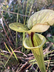 Sarracenia flava