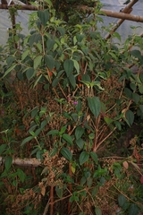 Melastomataceae
