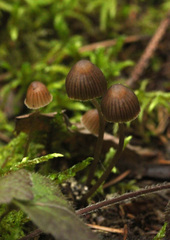 Mycena stipata