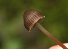 Mycena stipata