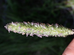 Phleum alpinum
