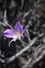 Calochortus macrocarpus
