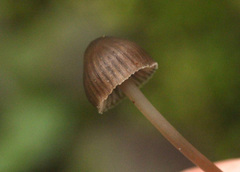 Mycena stipata