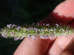 Phleum alpinum
