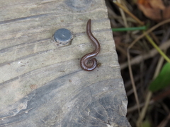 Diplopoda