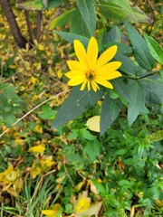 Helianthus tuberosus