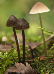 Mycena stipata