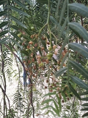 Schinus molle