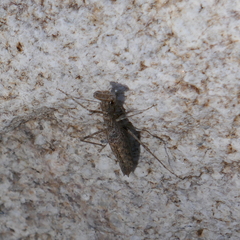 Litaneutria ocularis