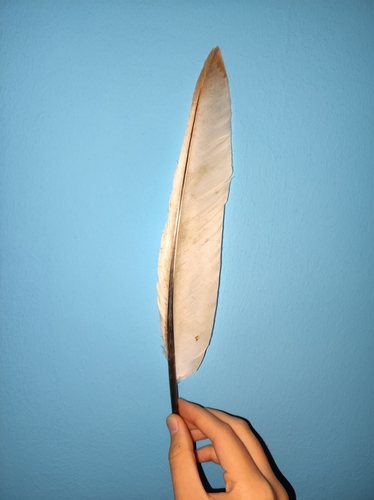 Plume de Spatule blanche