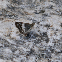 Heliopetes domicella