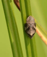 Lepyronia