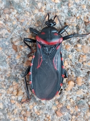 Brontostoma colossus