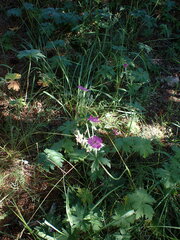 Geranium viscosissimum