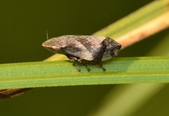 Lepyronia