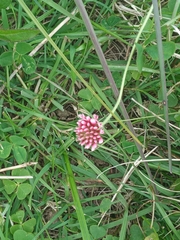 Trifolium polymorphum