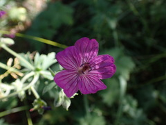 Geranium viscosissimum