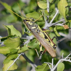 Schistocerca albolineata