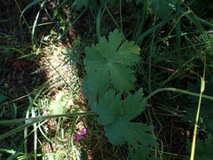 Geranium viscosissimum