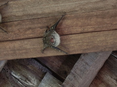 Rhynchonycteris naso