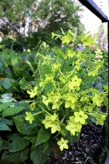 Nicotiana alata