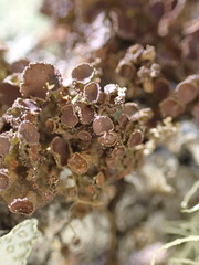 Tuckermanopsis platyphylla