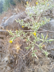 Chiliadenus iphionoides