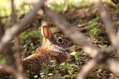 Sylvilagus floridanus