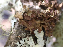 Tuckermanopsis platyphylla