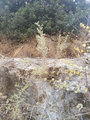 Chiliadenus iphionoides