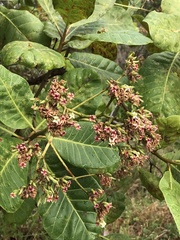Anacardium occidentale