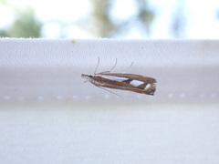 Catoptria
