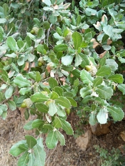 Quercus coccifera