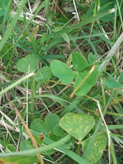Trifolium polymorphum