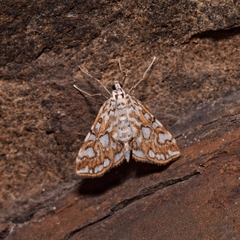 Elophila nymphaeata