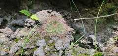 Mammillaria discolor